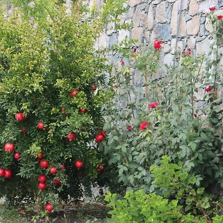 Tsangaris House In Action * Limassol