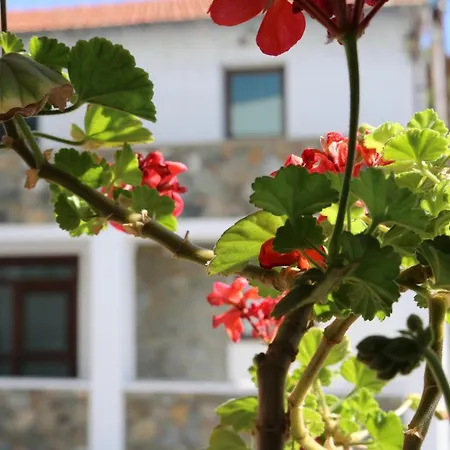 Tsangaris House In Action Holiday home
